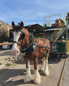 Murray horse tram