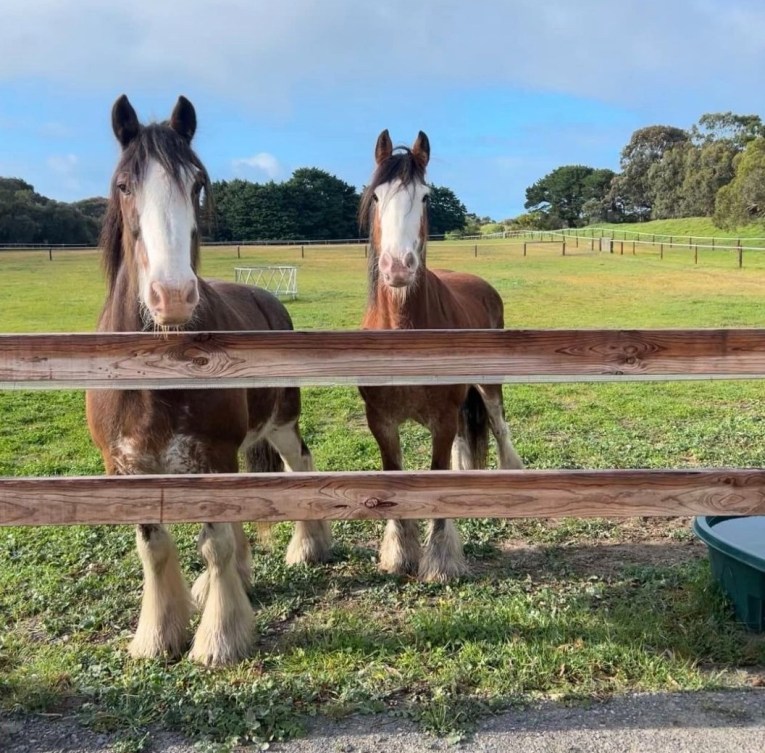 Norman and Ned horses 