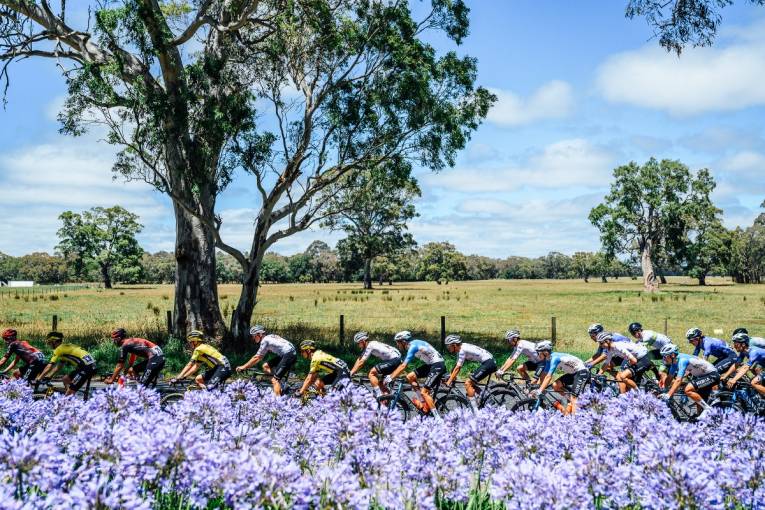 Cyclists ride in Stage 6 of the Santos Tour Down Under, heading our way in 2025