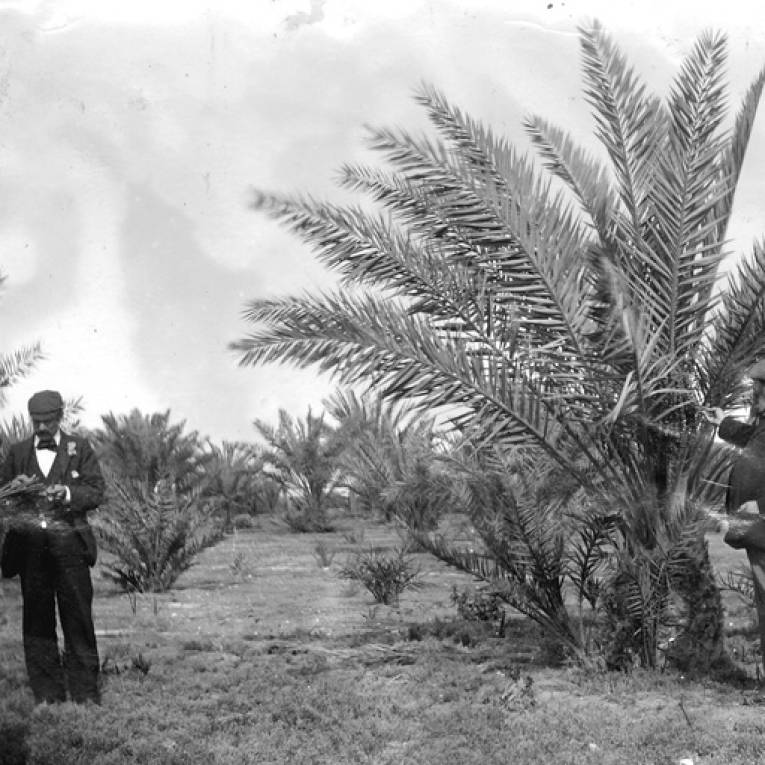 date palm south australia