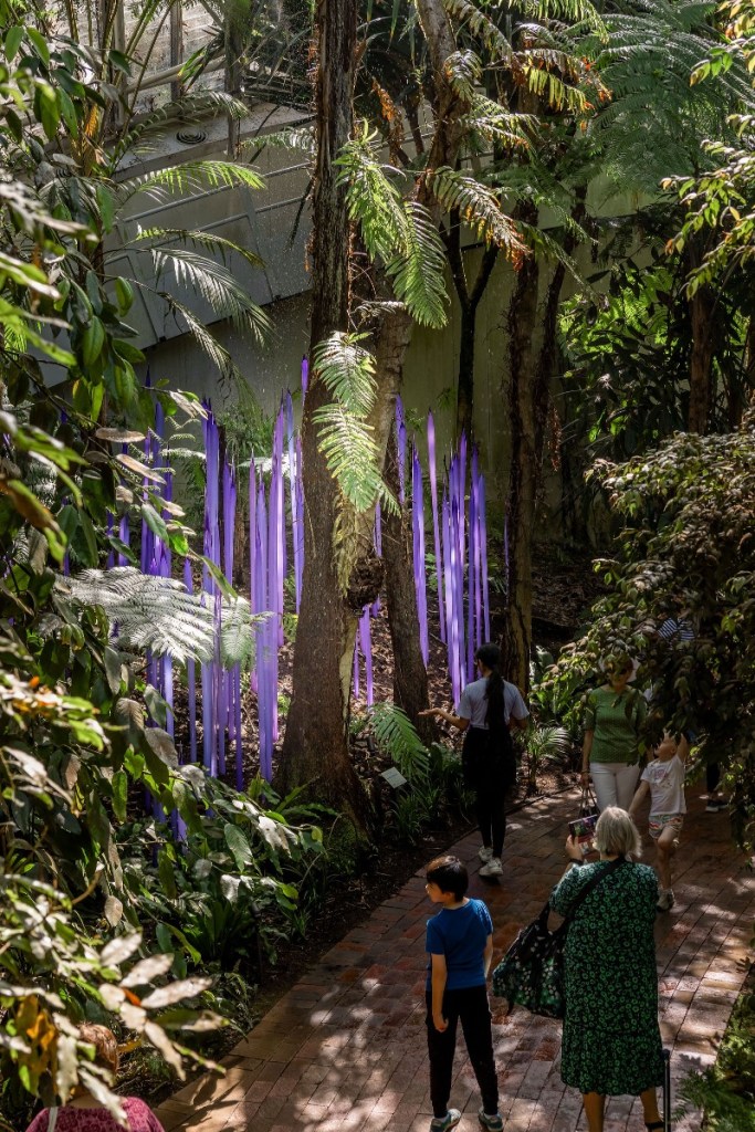 Bicentennial Conservatory with Dale Chihuly, Neodymium Reeds, 2024 © 2024 Chihuly Studio. Photo: Adelaide Botanic Garden