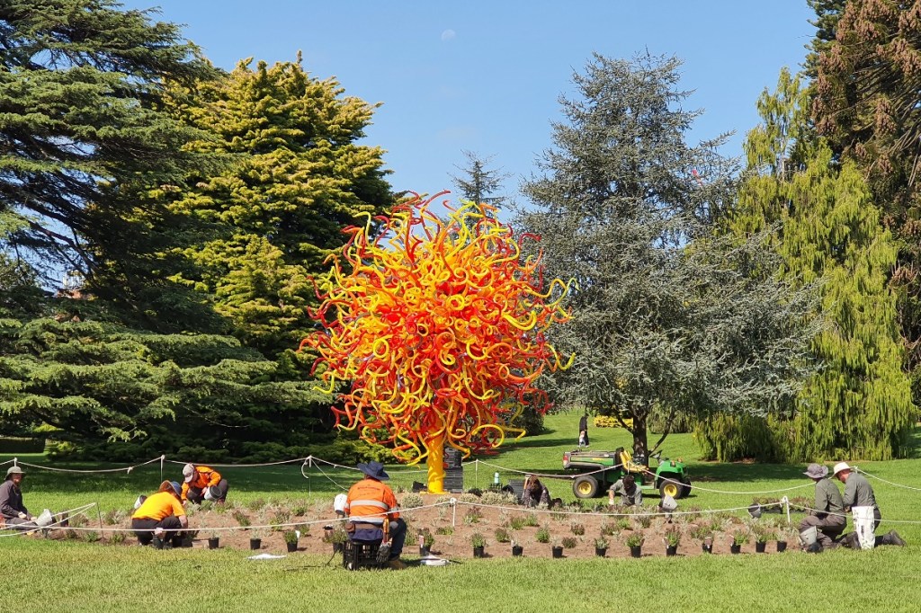 Horticulture team at Adelaide Botanic Garden planting the garden bed beneath Dale Chihuly's The Sun