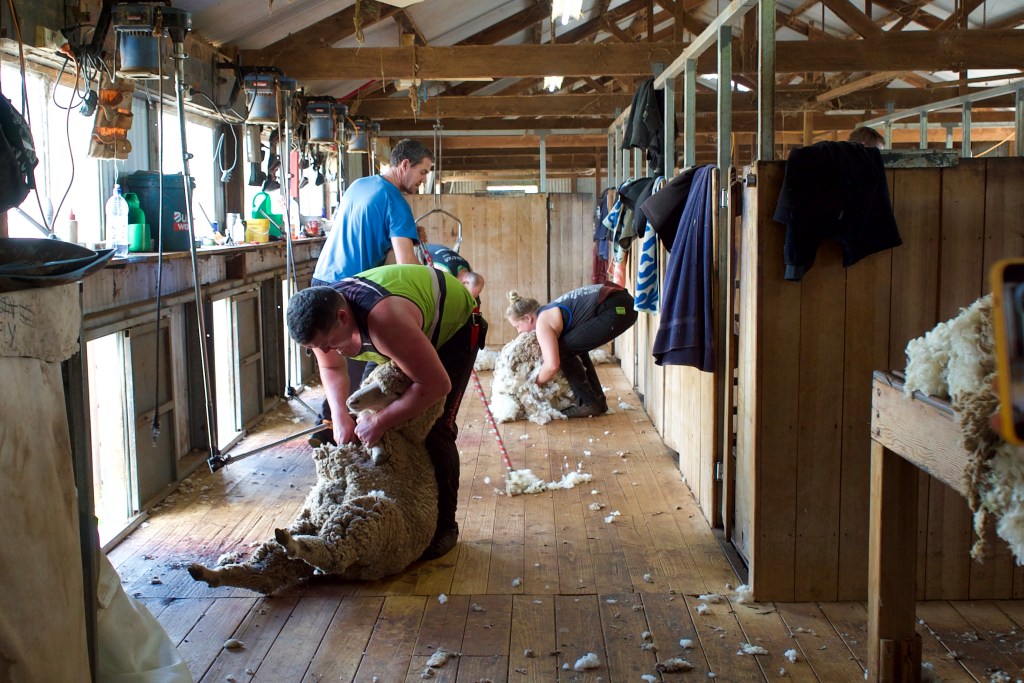 Mokota is a producer of merino wool, lambs, export hay and other crops