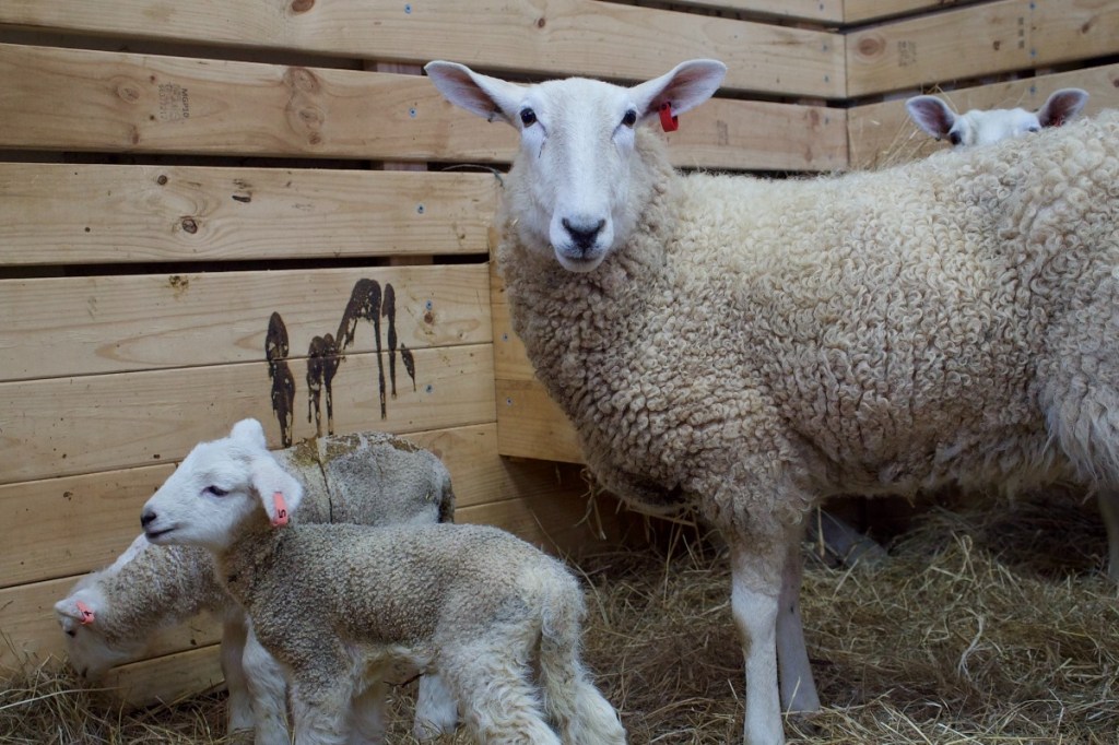 Penola HIgh School ag education program in this South Australian AgTown