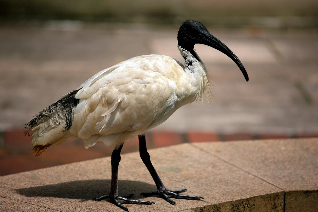 Thumbnail for From curlews to bin chickens, you haven’t lived until you’ve heard our feathered friends