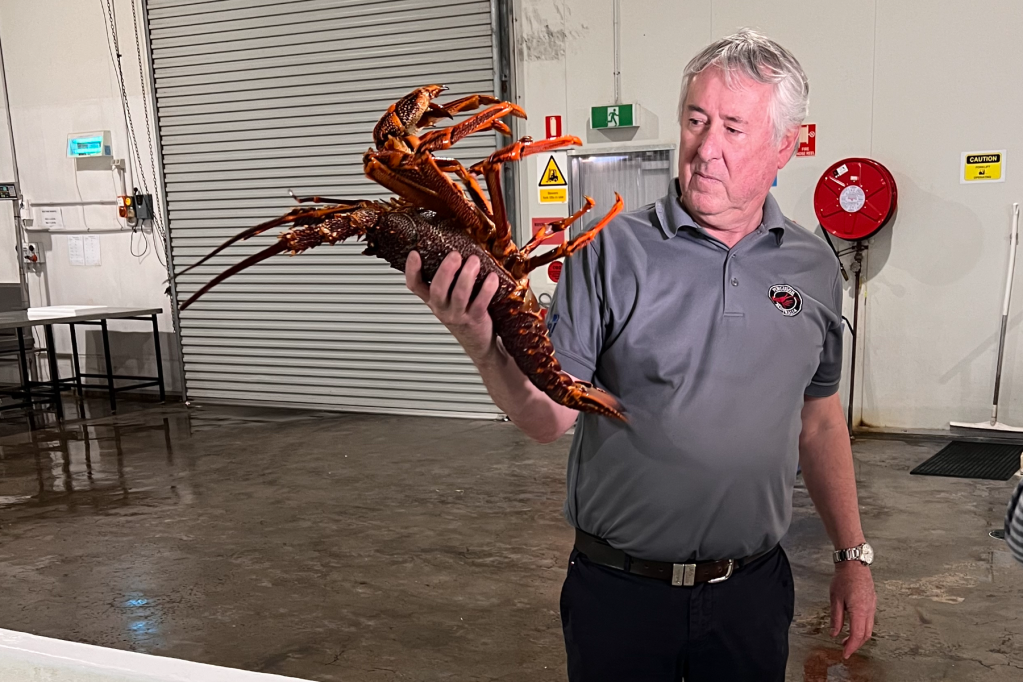 Thumbnail for SA lobster exporter to tread carefully after ‘devastating’ China ban lift