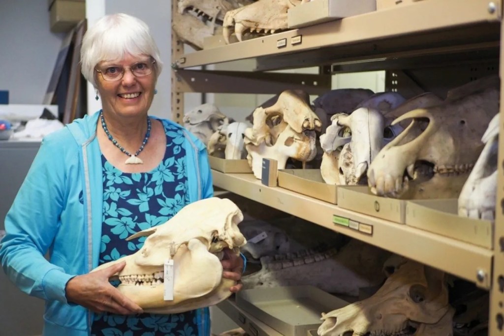 Thumbnail for SA Museum ‘downgrading scientific discovery’ says former researcher