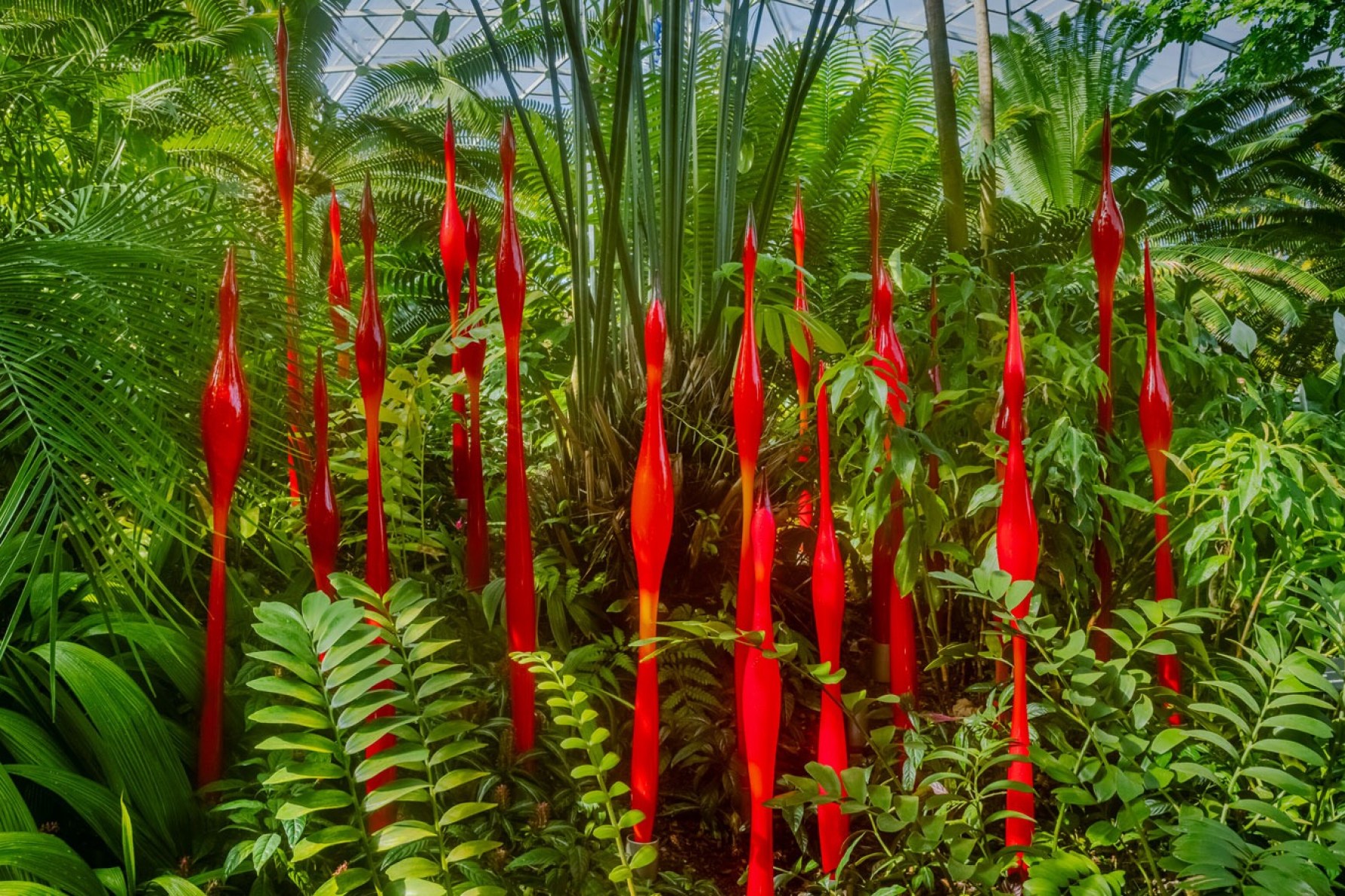 Dale Chihuly's 'Red Bulbous Reeds', shown here in the Missouri Botanical Garden, will take up residence in the Bicentennial Conservatory at Adelaide Botanic Garden. © Chihuly Studio.