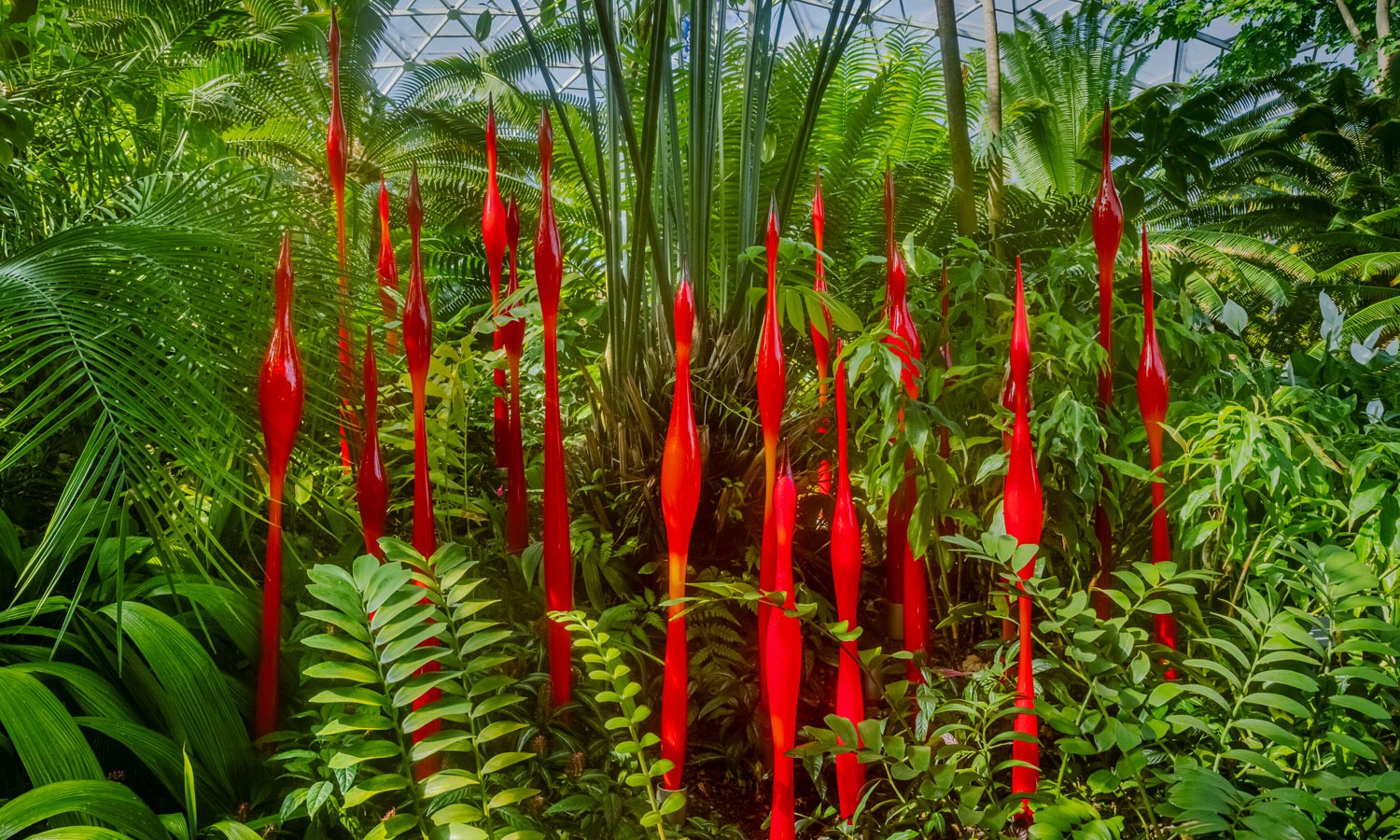 Dale Chihuly's 'Red Bulbous Reeds', shown here in the Missouri Botanical Garden, will take up residence in the Bicentennial Conservatory at Adelaide Botanic Garden. © Chihuly Studio.