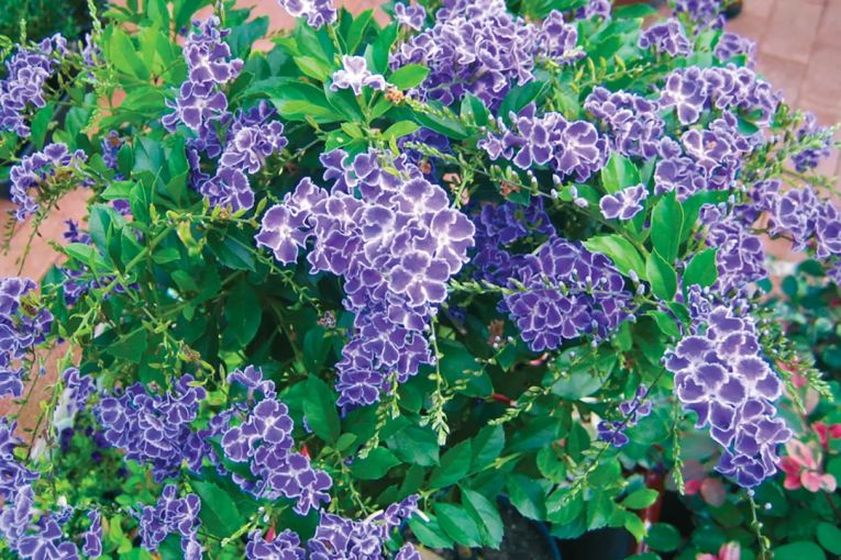 Thumbnail for Super shrubs for SA gardens