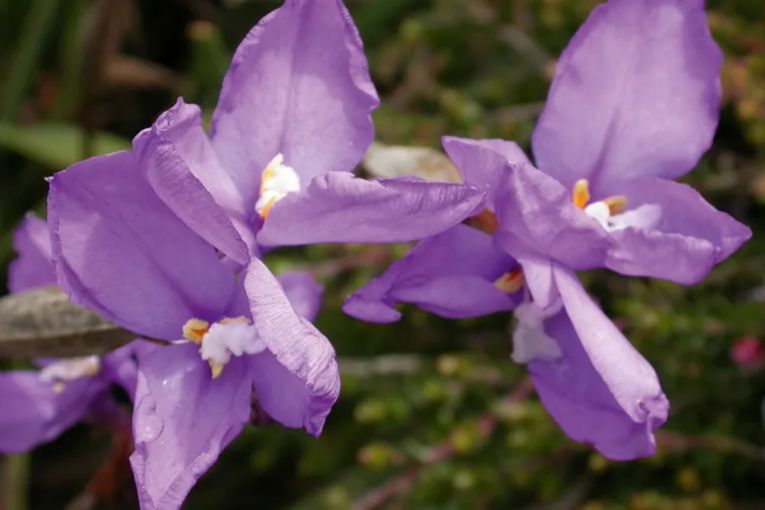 Thumbnail for Top 10 native plants for SA gardens