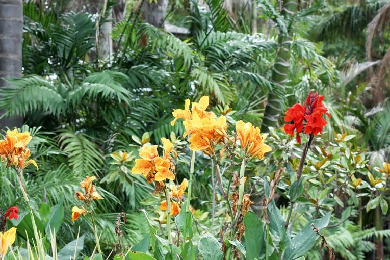 Thumbnail for In the garden: Plant your own tropical paradise