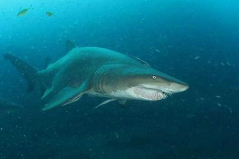 Thumbnail for Algal bloom linked to surge in shark sightings