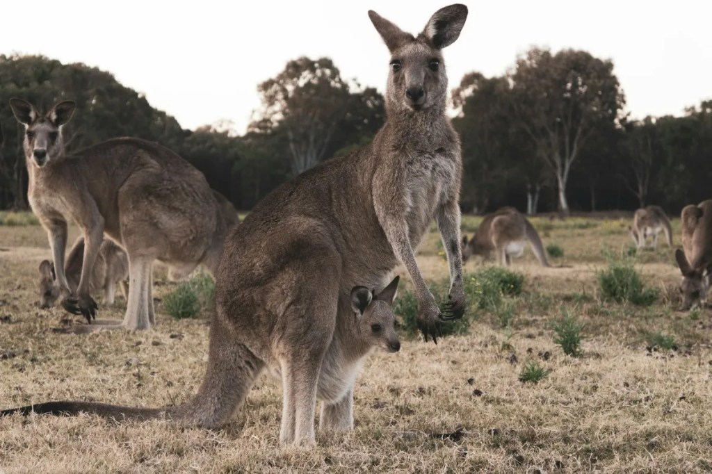 Thumbnail for Demand to pressure US senators out of kangaroo ban