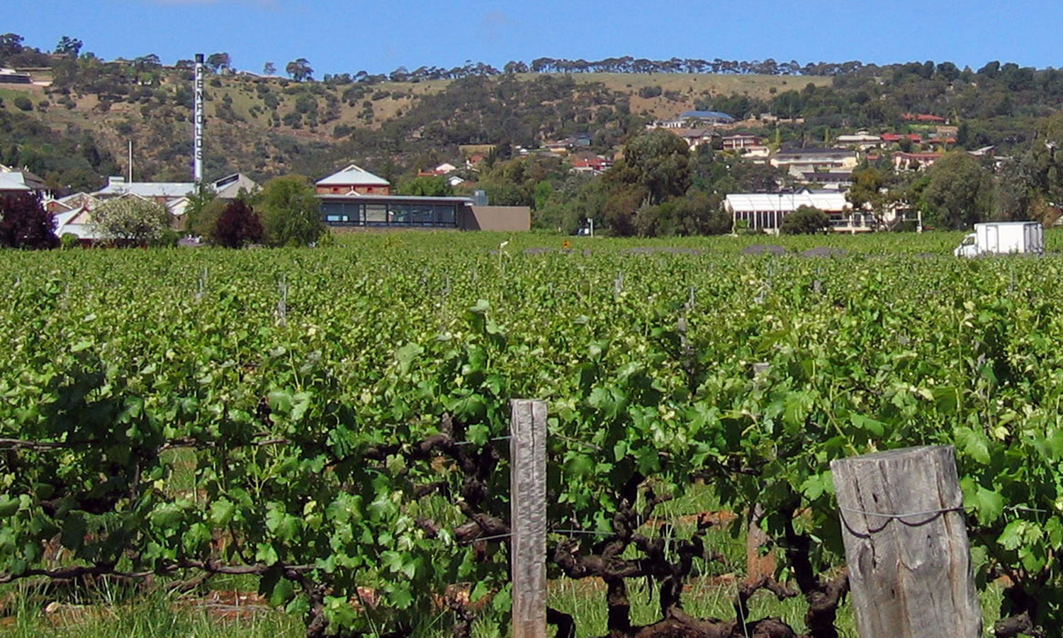 Poet's Corner - Magill vines