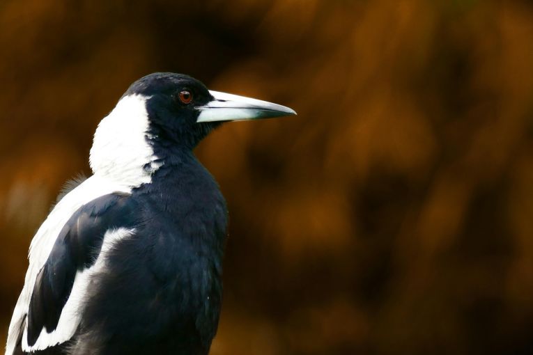 Thumbnail for Poems: Birds of a feather