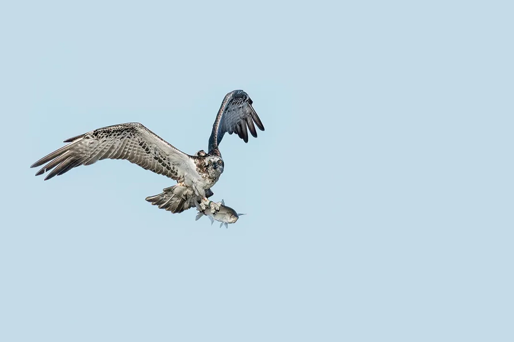 An osprey returning to its nest with a catch. Photograph: Take 2 Photography.