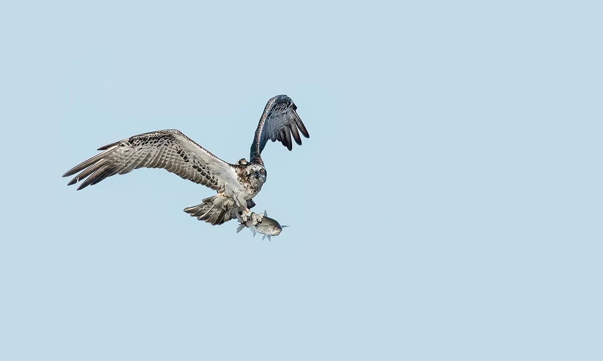 An osprey returning to its nest with a catch. Photograph: Take 2 Photography.