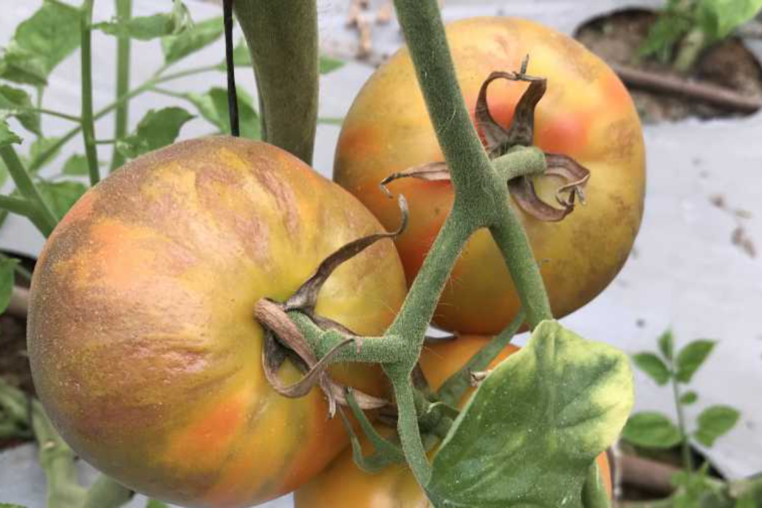 The virus is not harmful to humans. Photo: Growing Produce