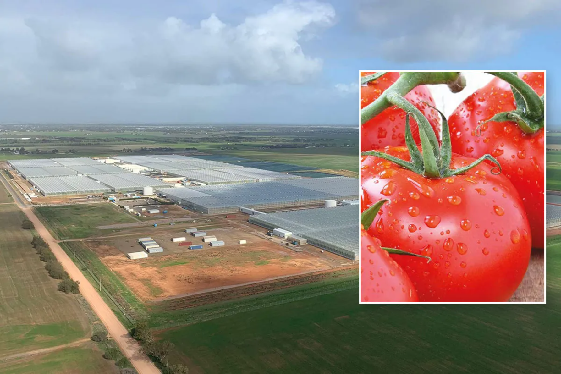 The nation's largest producer of tomatoes was shut down amid an outbreak of a highly contagious virus. Photo: Perfection Fresh.