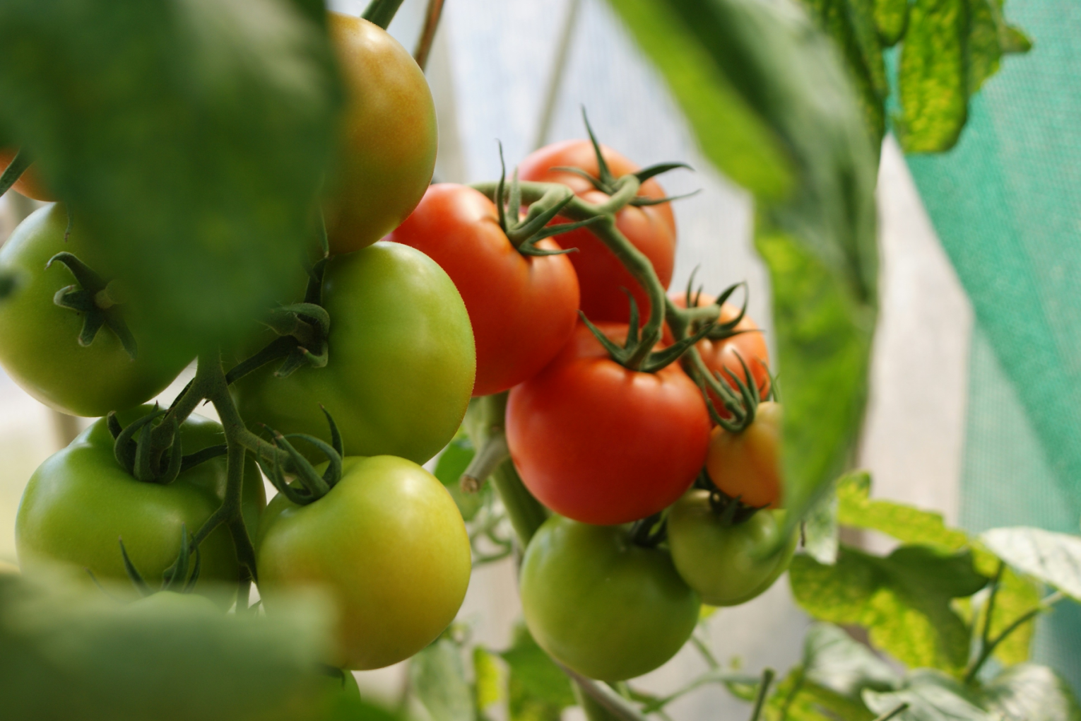 Australia's first cases of a damaging tomato virus were found at three properties north of Adelaide. Photo: Growing Produce