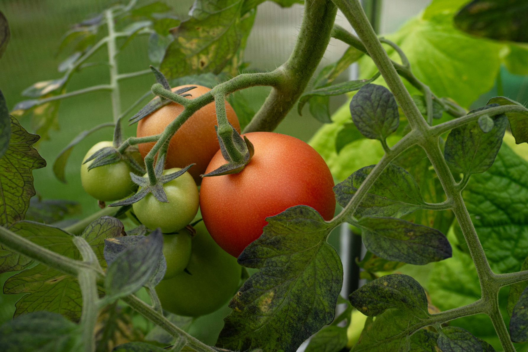 Australia's first cases of a damaging tomato virus were found at three properties north of Adelaide. Photo: Growing Produce