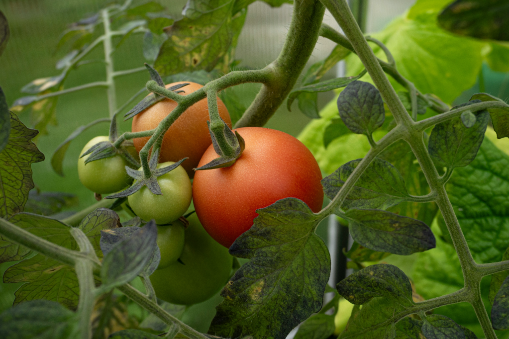 Thumbnail for Hope for local tomato growers as one state eases virus ban