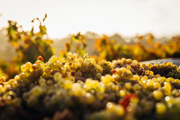 Thumbnail for White wine tipped a 2025 standout, despite hard season