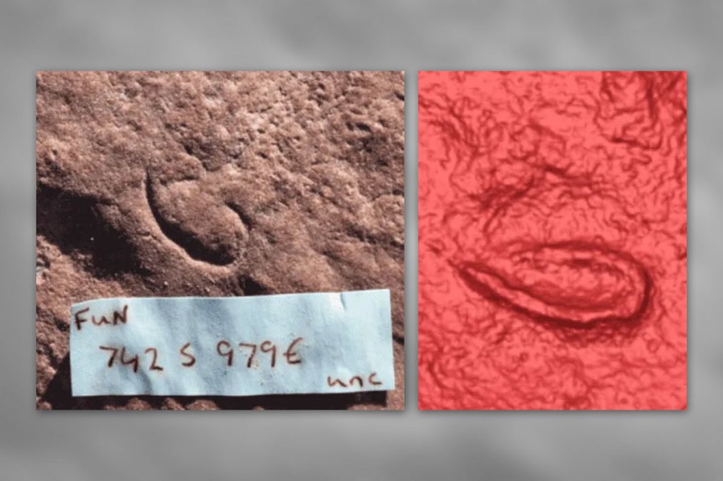 Thumbnail for Oldest ever Ediacaran worm found in South Australia