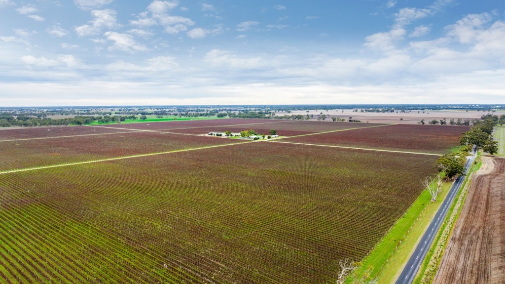 Thumbnail for Treasury Wine’s Bordertown vineyard to hit the market amid export downturn