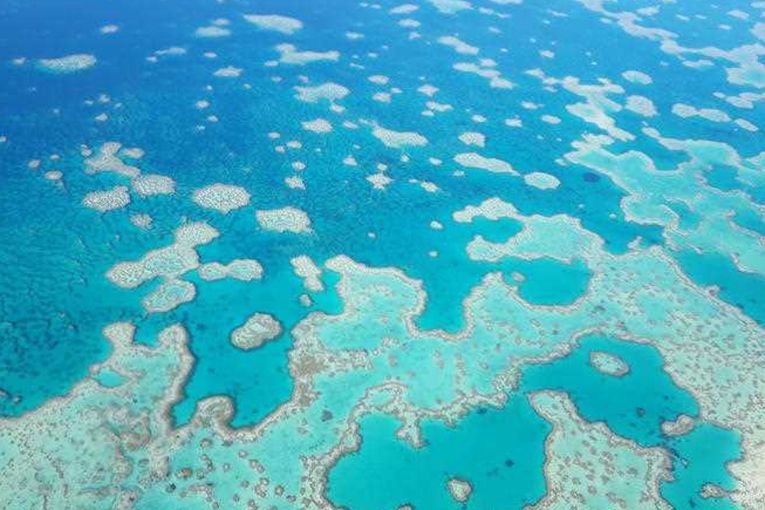 Thumbnail for Reef coral battling after bleaching, natural disasters