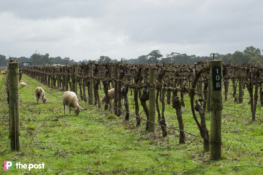 Thumbnail for Revealed: The SA town named top ag spot