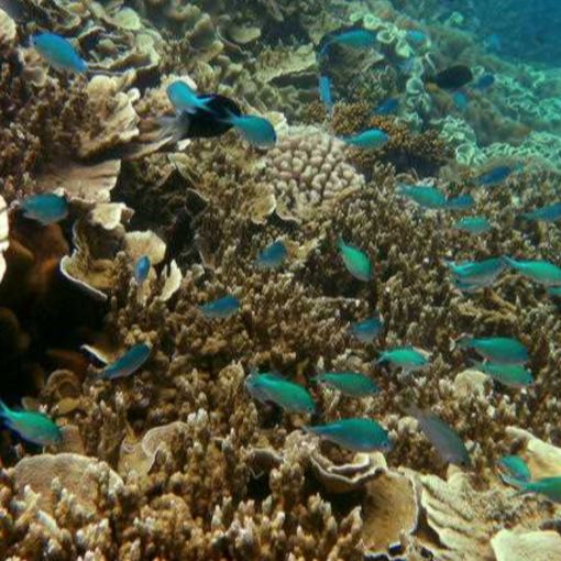 Thumbnail for Scientists thought the Great Barrier Reef was doomed – but a new study finds hope