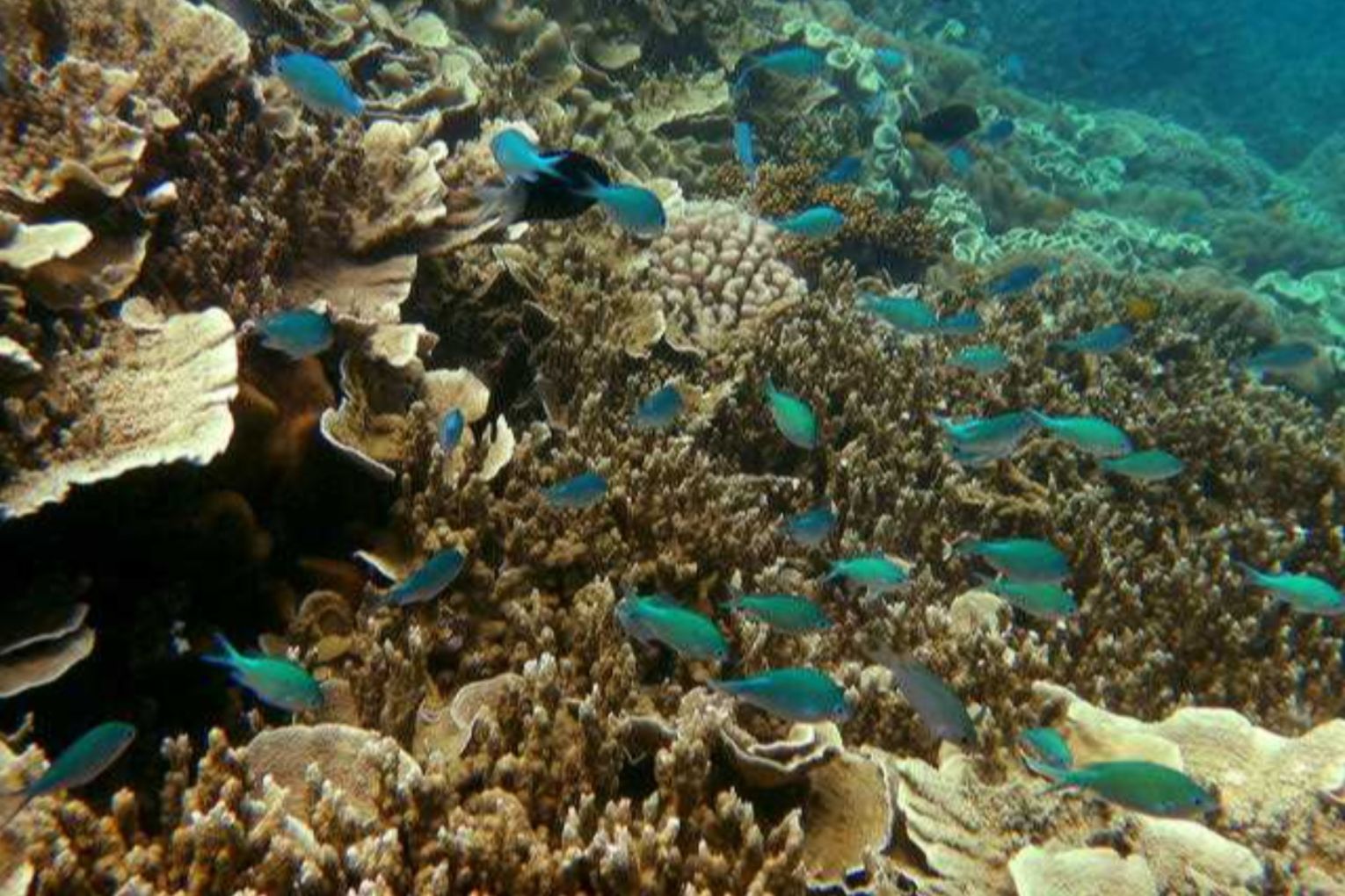 Certain coral species and reef areas are more resilient to heat than others, scientists say. Photo: Dean Lewins/AAP