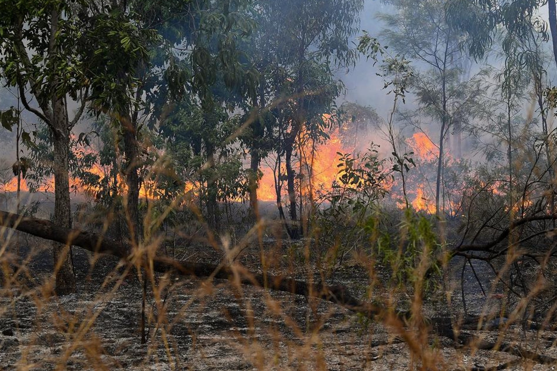 A "perfect storm" of conditions has fuelled a days-long fire threatening a north Queensland town. Photo: Jono Searle/AAP