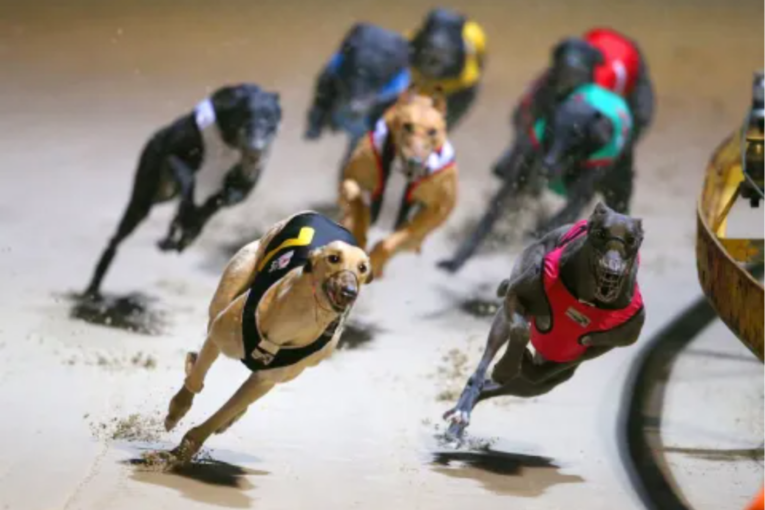 Thumbnail for Govt not leaping out of box to appoint a greyhound racing inspector