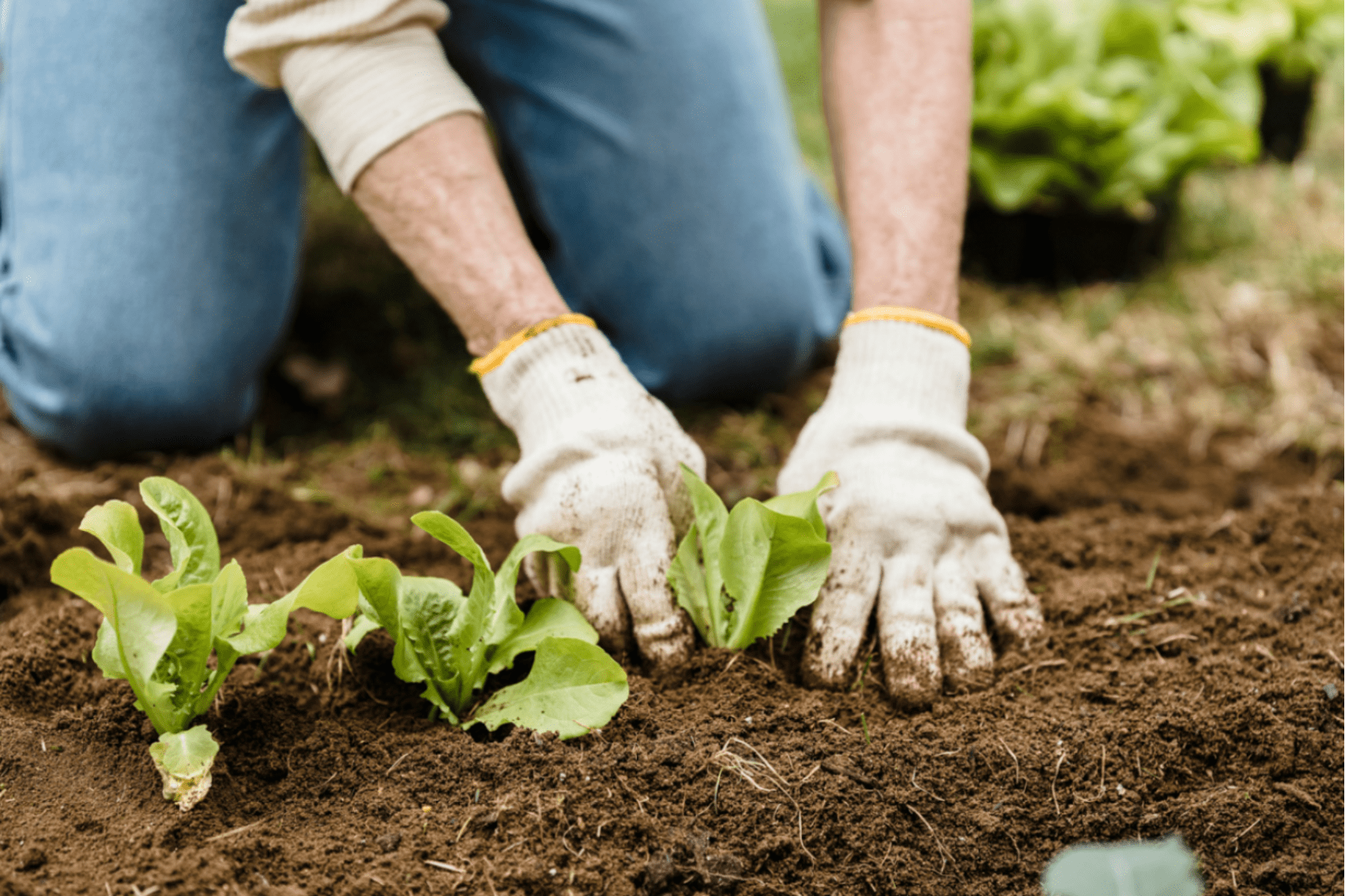 Researchers want Adelaide backyard soil to check the spread of PFAS chemicals. Photo: supplied