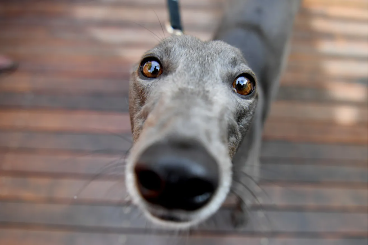 There have been 45 greyhound racing deaths around Australia this year. Photo: AAP / Joe Aston