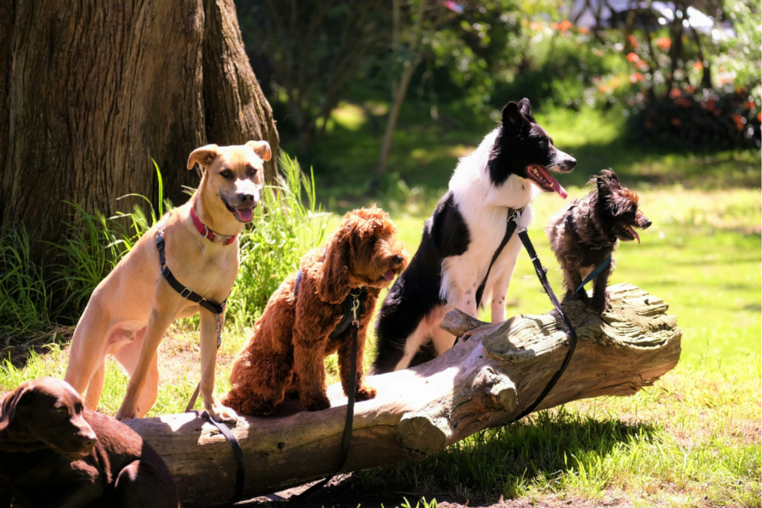 Proposed changes to the Dog and Cat Management Act have opened for public consultation. Photo: Unsplash