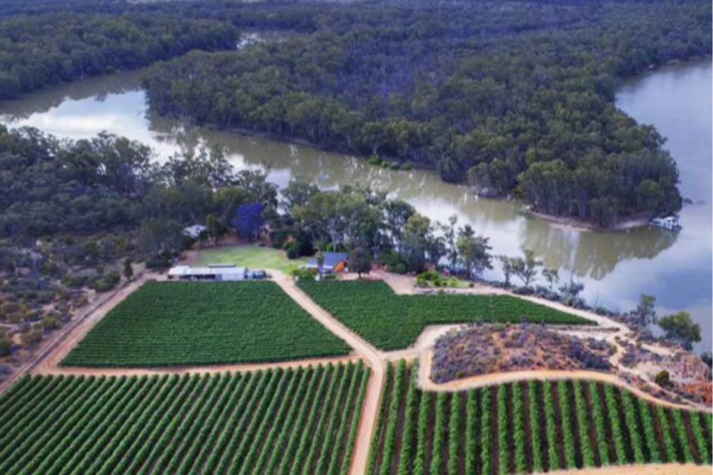 Thumbnail for Riverland grape growers reject buyout offer