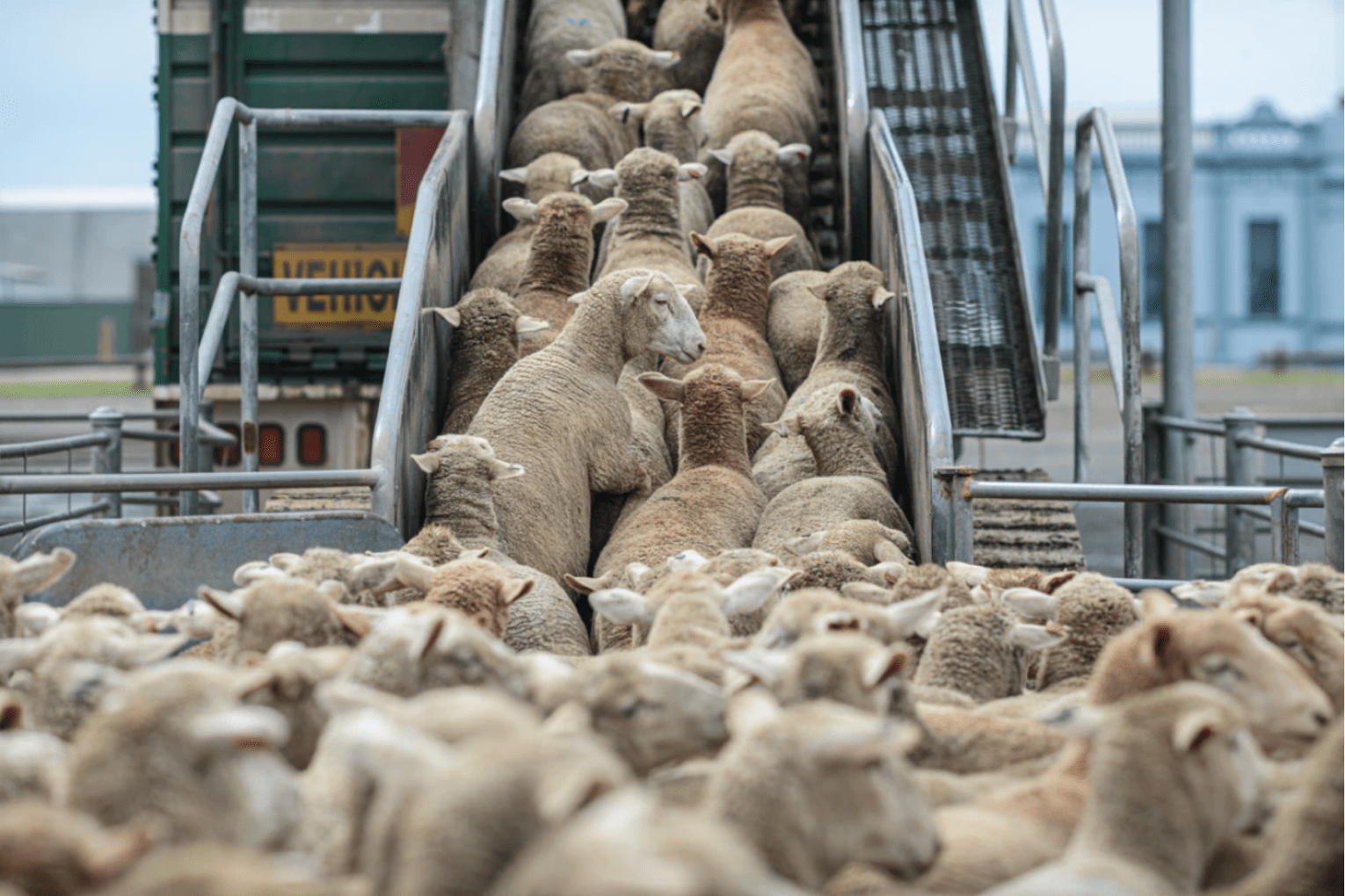 Live sheep exports will be banned by 2028. Photo: Jo-Anne McArthur/Unsplash