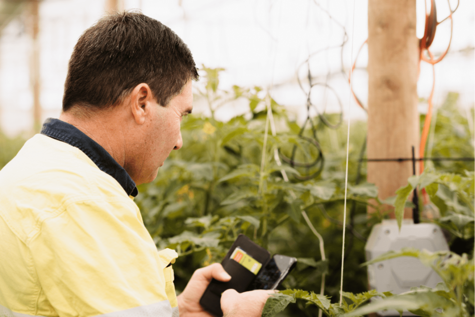 Eldridge Fresh Organics have begun utilising AI technology to monitor their produce. Photo: supplied