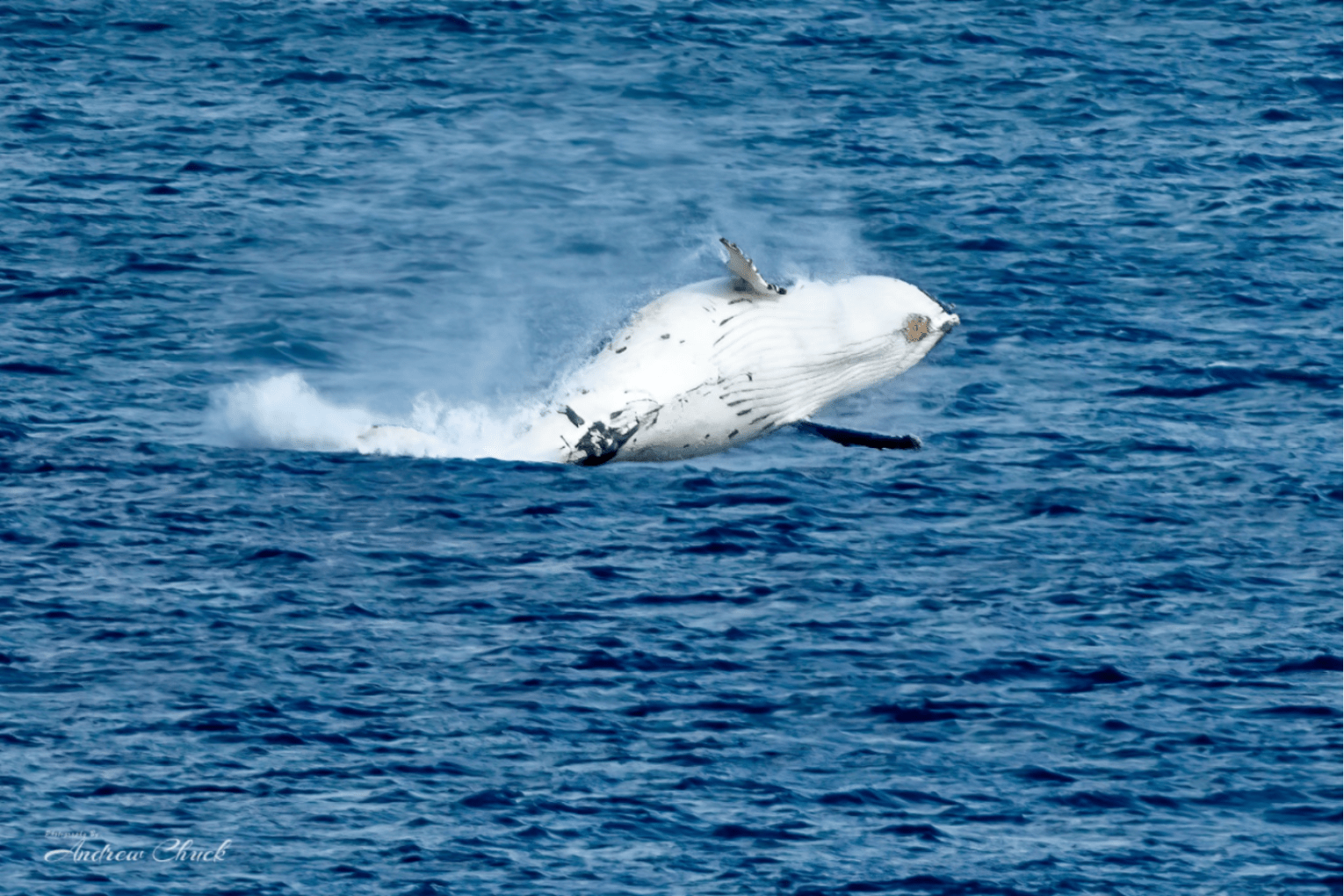 Humpback taken in June 2023. Photo: Andrew Chuck / Facebook