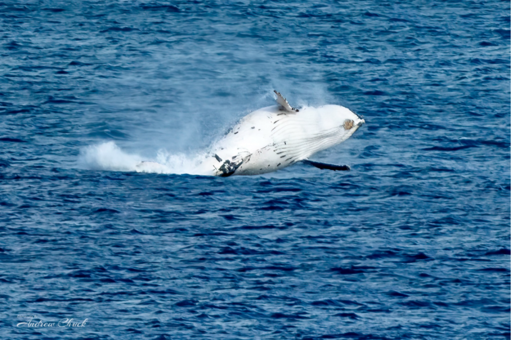 Thumbnail for Where to spot whales this winter