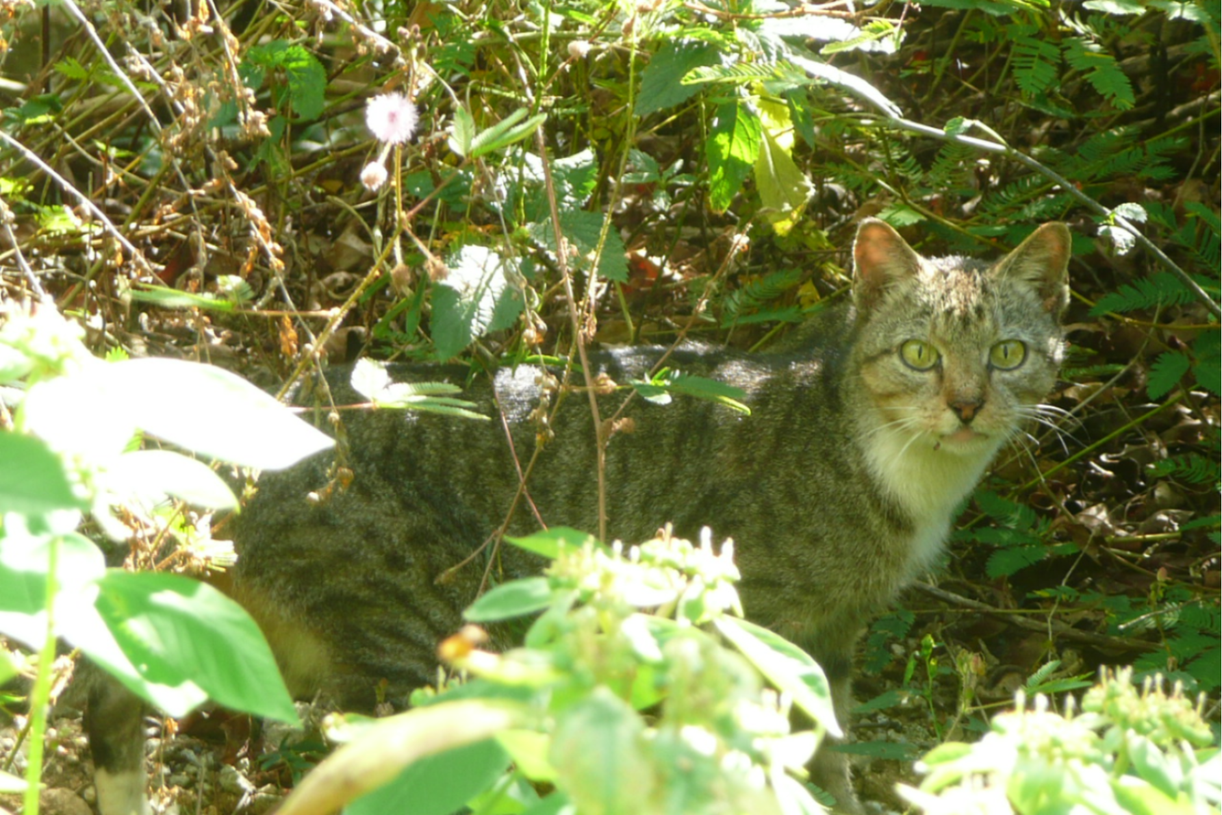 The federal government has announced the next step in its "war on feral cats". Photo: supplied