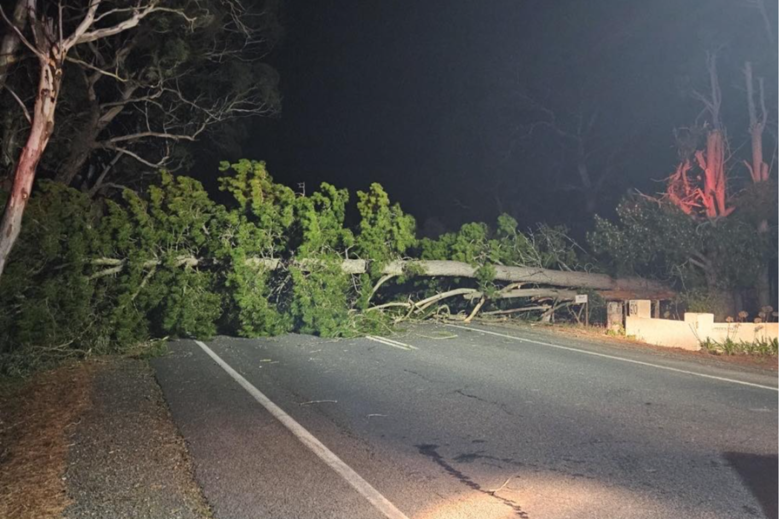 Strong winds felled trees and kept emergency crews busy. This photo: Mount Pleasant CFS / Facebook