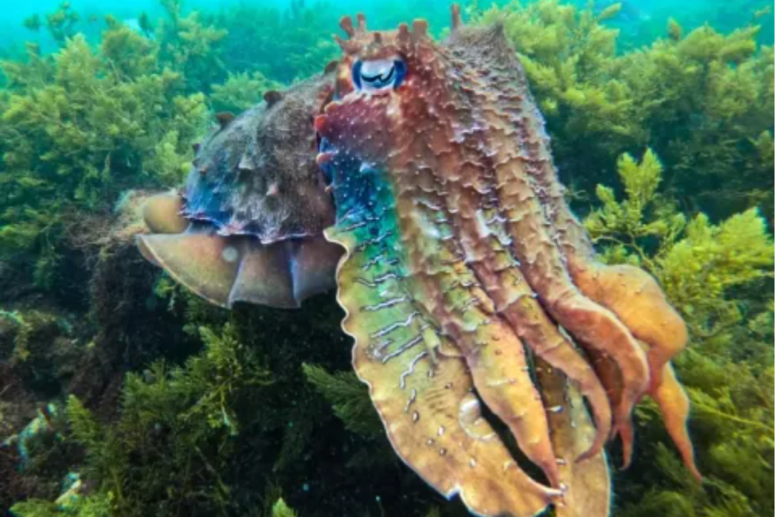 Federal funding has been announced for Whyalla to focus on cuttlefish conservation. Photo: Maeve Plouffe