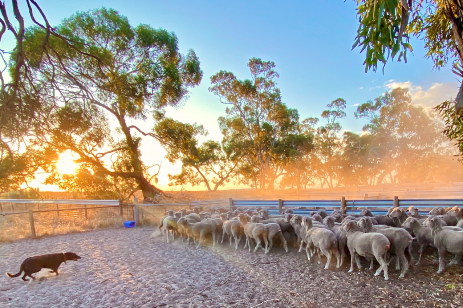 Sheep being herded at Coonalpyn. Coorong District Council's mayor says it's time to declare the dry season a drought. Photo: Coorong District Council