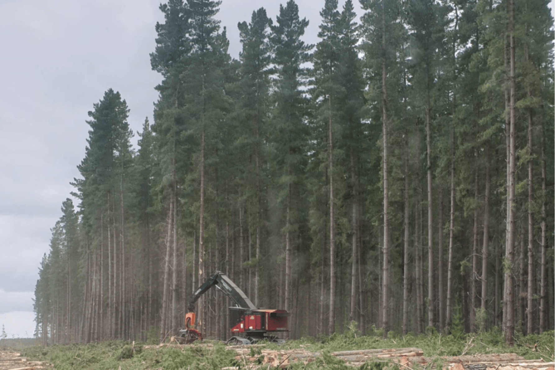 A new campaign aimed at school leavers has been launched in an attempt to grow the forestry workforce. Photo: South Australian Forest Products Association / Facebook