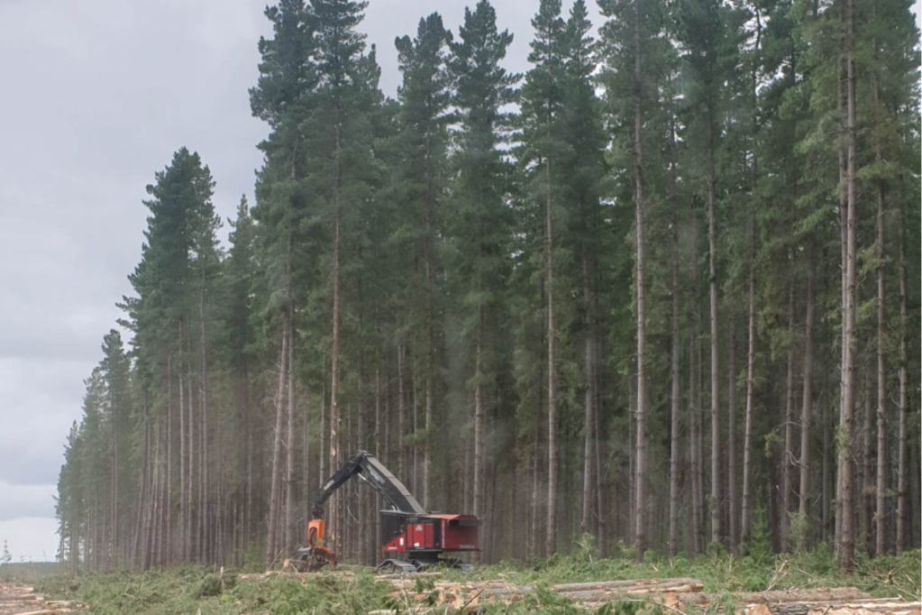 Thumbnail for Forestry sector calls for workforce growth